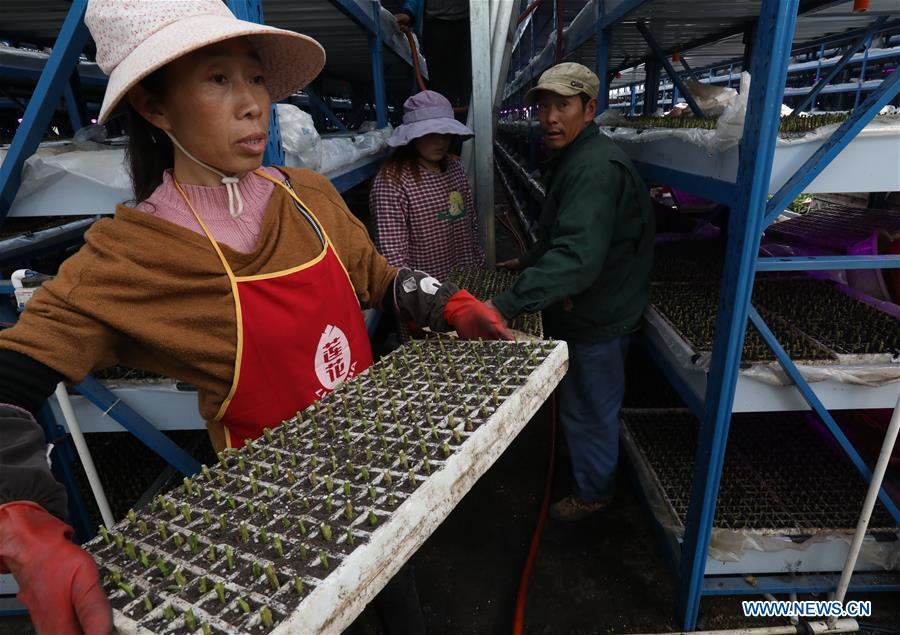 CHINA-YUNNAN-SHILIN-POVERTY ALLEVIATION-PEPINO MELON-INDUSTRY (CN)