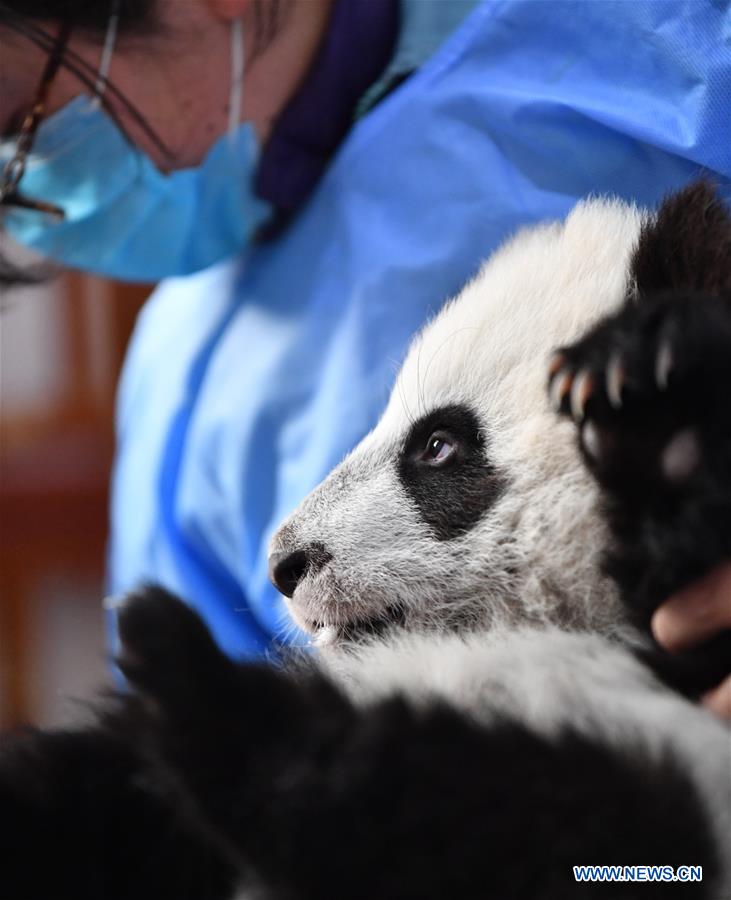 CHINA-SHAANXI-QINLING-GIANT PANDA KINDERGARTEN