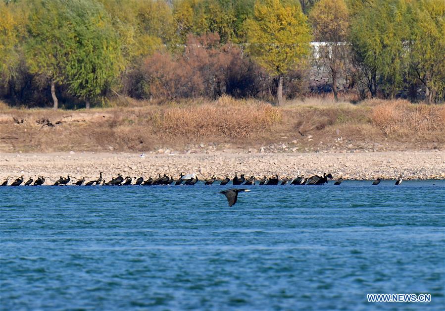 CHINA-HENAN-LUOYANG-YELLOW RIVER WETLAND-ECO-ENVIRONMENT (CN)