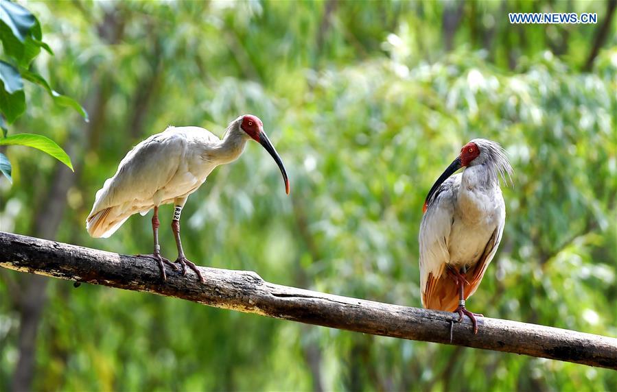 CHINA-SHAANXI-QINLING MOUNTAINS-BIO-DIVERSITY (CN)