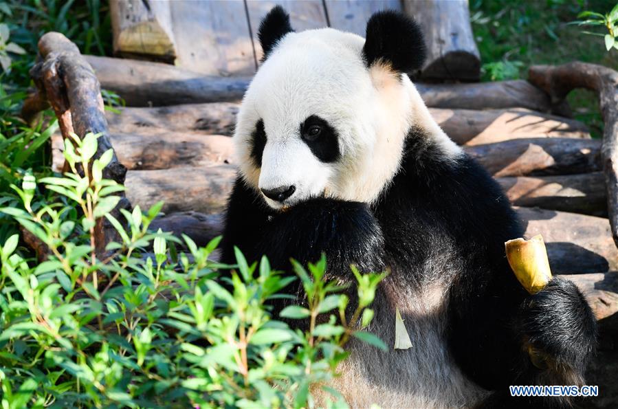 CHINA-HAIKOU-GIANT PANDAS-WINTER ACTIVITY (CN)