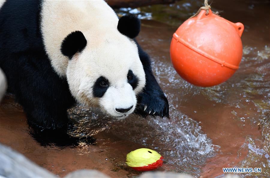 CHINA-HAIKOU-GIANT PANDAS-WINTER ACTIVITY (CN)