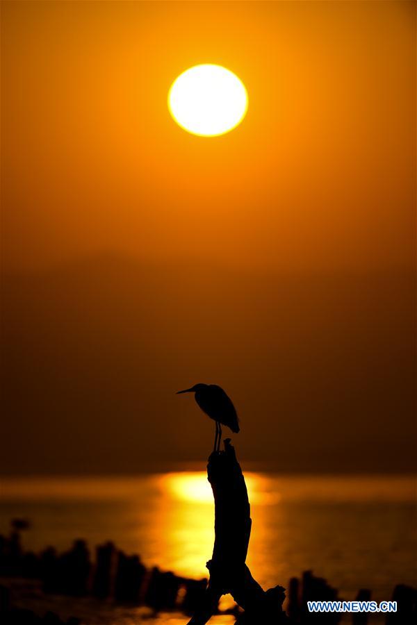 CHINA-SHENZHEN-MIGRATORY BIRDS (CN)