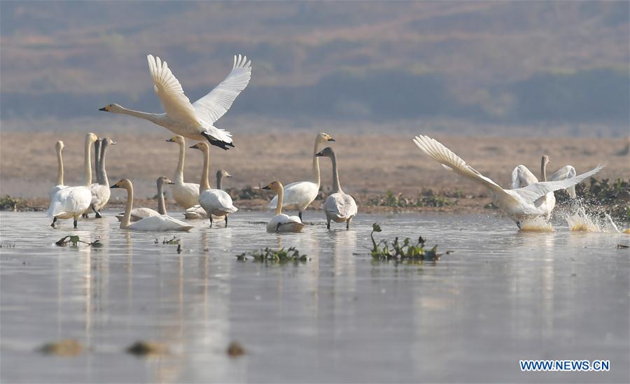 CHINA-JIANGXI-FUHE RIVER-MIGRANT BIRD (CN)