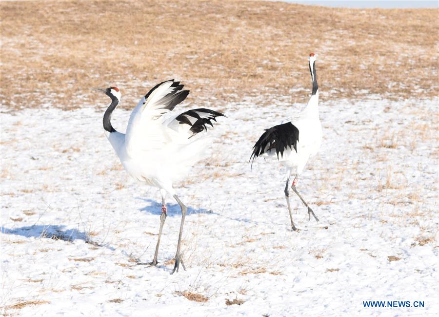 CHINA-QIQIHAR-RED-CROWNED CRANES (CN)