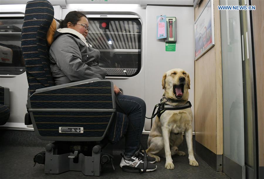 CHINA-SHAANXI-XI'AN-GUIDE DOG-SPRING FESTIVAL TRAVEL RUSH (CN)