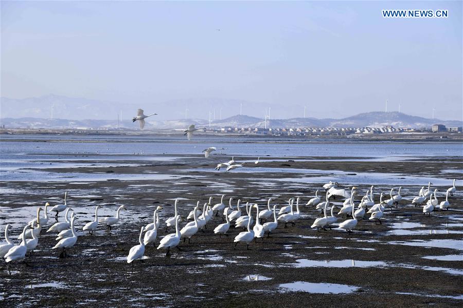 CHINA-SHANDONG-RONGCHENG-WHOOPER SWANS (CN)