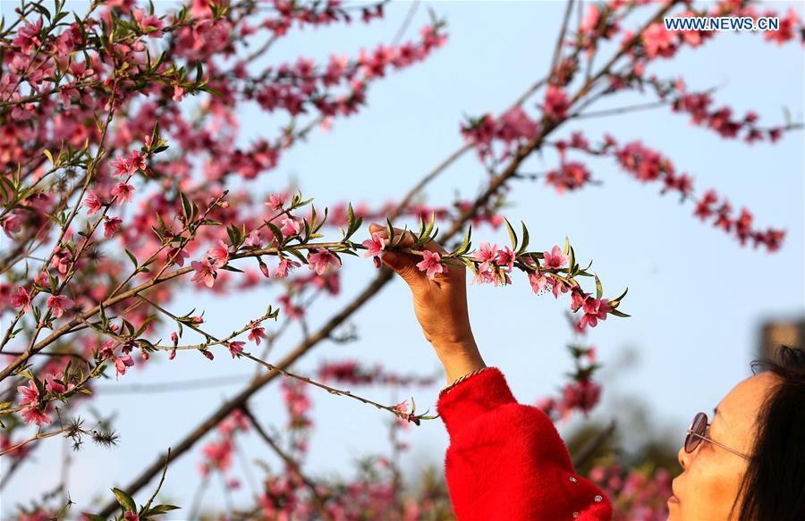 NEPAL-KATHMANDU-SPRING-CHERRY BLOSSOMS