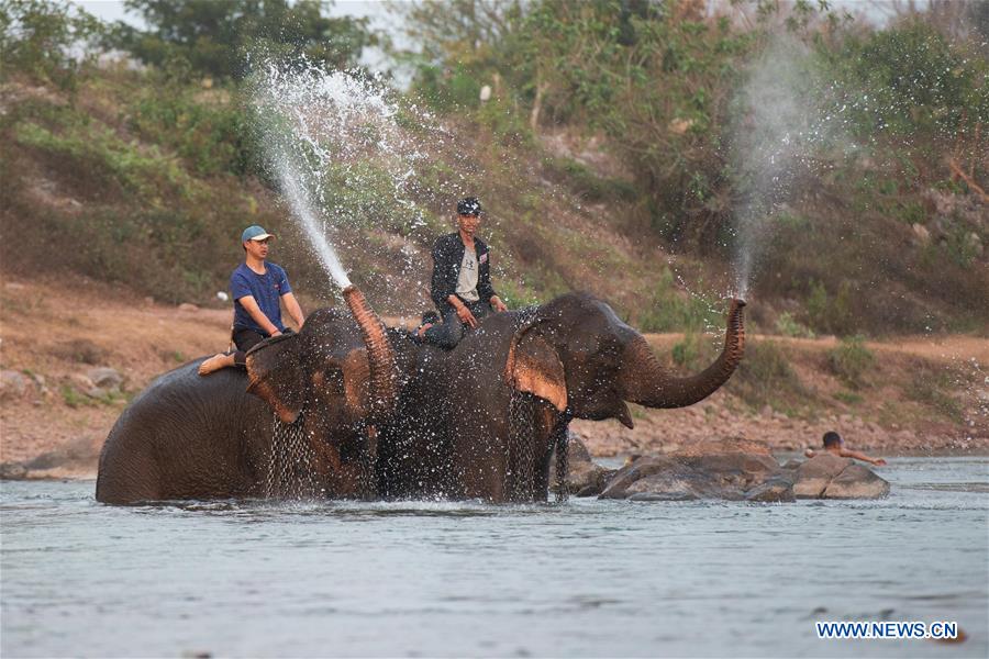 LAOS-XAYABOURY-ELEPHANT-FESTIVAL