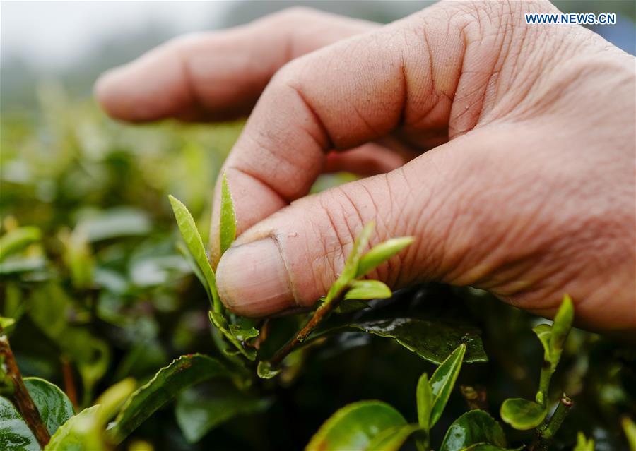 CHINA-CHONGQING-TEA PRODUCTION (CN)