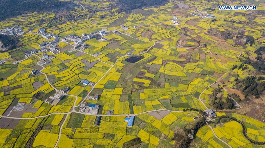 #CHINA-GUIZHOU-ANSHUN-RAPE FLOWERS (CN)