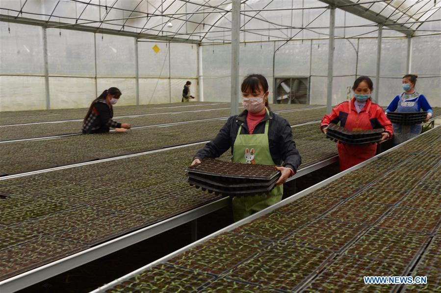 CHINA-GUIZHOU-GUANLING-SPRING PLOUGHING (CN)