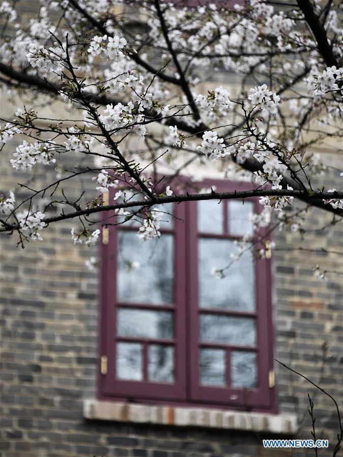 CHINA-HUBEI-WUHAN UNIVERSITY-CHERRY BLOSSOMS (CN)