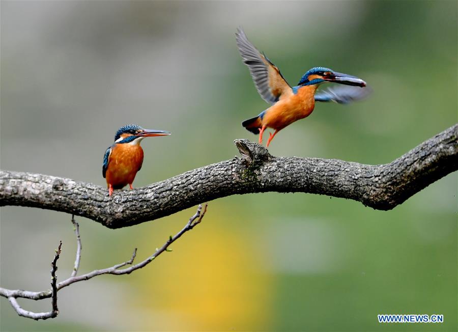 CHINA-FUJIAN-SPRING-KINGFISHERS (CN)