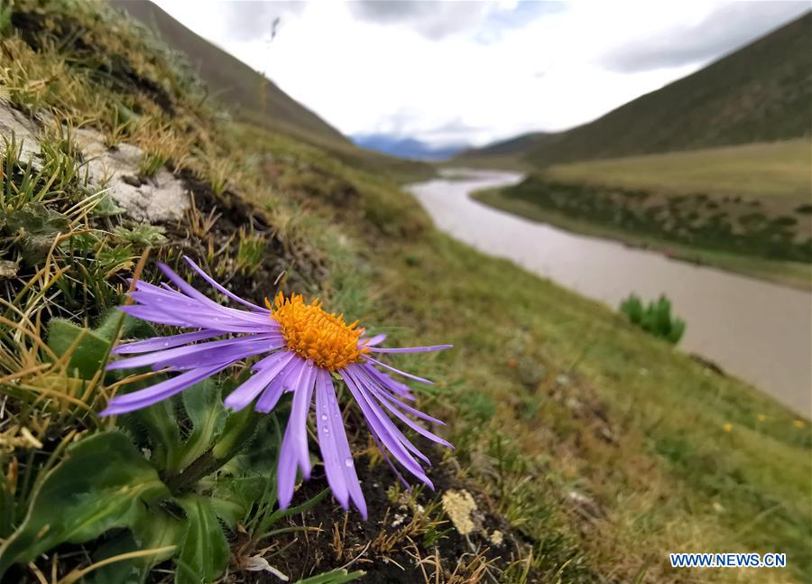 CHINA-TIBET-PASTURE (CN)