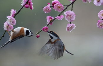 Birds gathering around plum blossom in Jiangsu