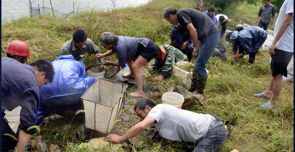 台风过境致浙江温岭鱼塘漏水 上千斤对虾遭哄抢