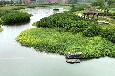 立夏湿地花木荣