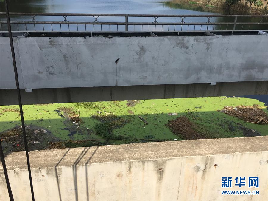 （新华视点·图文互动）（2）上游洪水来袭下游鱼蟹死亡，泄洪为何变泄污？