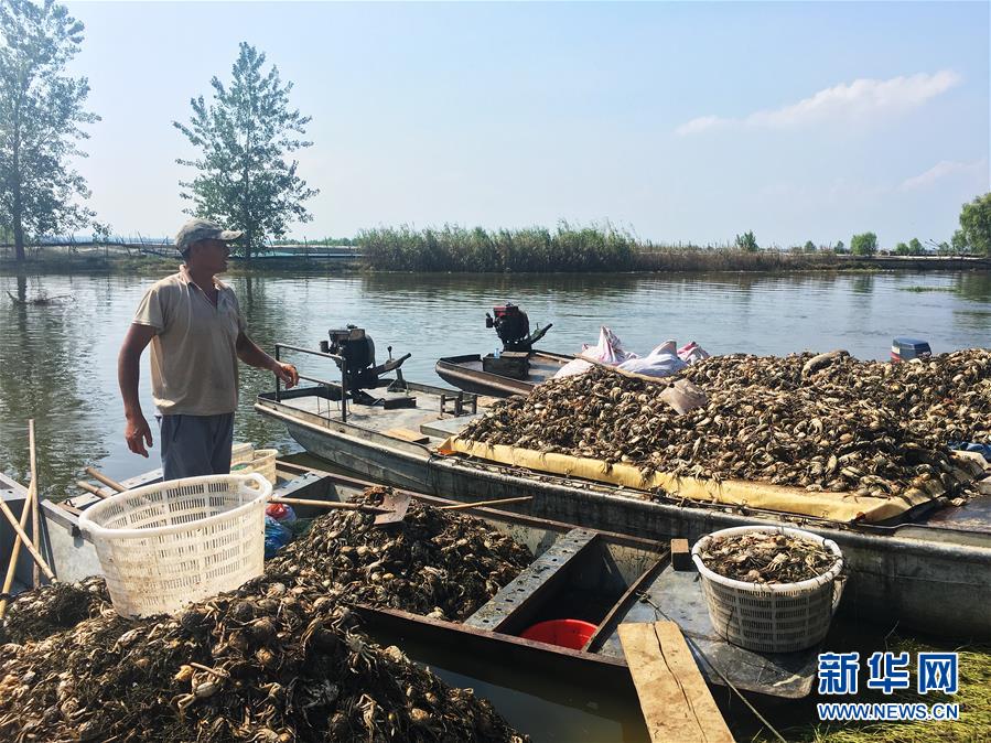 （新华视点·图文互动）（1）上游洪水来袭下游鱼蟹死亡，泄洪为何变泄污？