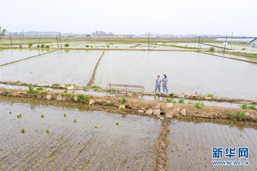 （在习近平新时代中国特色社会主义思想指引下——新时代新作为新篇章·图文互动）（1）大学生种田让农民“老把式”开了眼——吉林长白山下的稻田新事