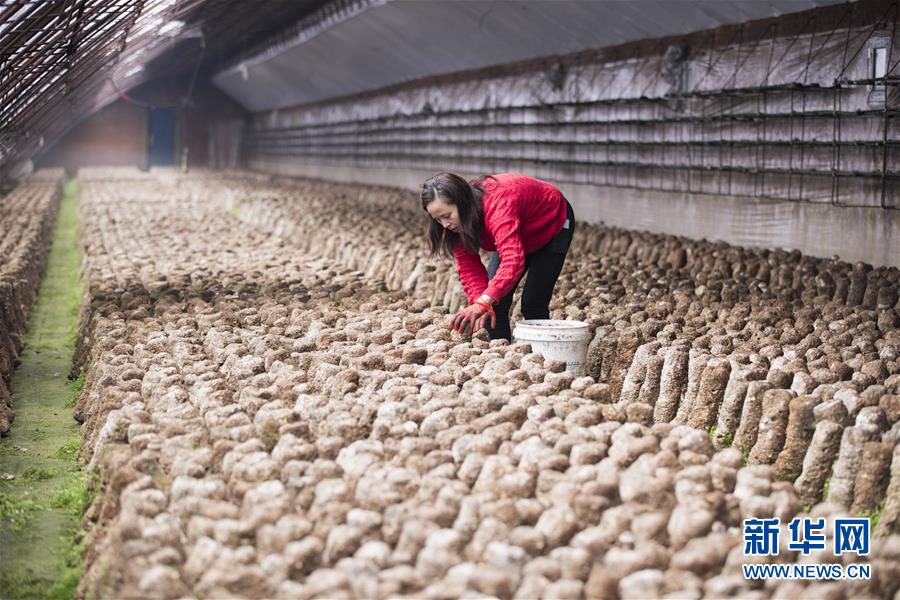 （在习近平新时代中国特色社会主义思想指引下——新时代新作为新篇章·习近平总书记关切事·图文互动）（3）希望的田野，希望的春天——各地农业生产新动态扫描