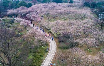 杭州久雨初晴 梅花胜地迎客来