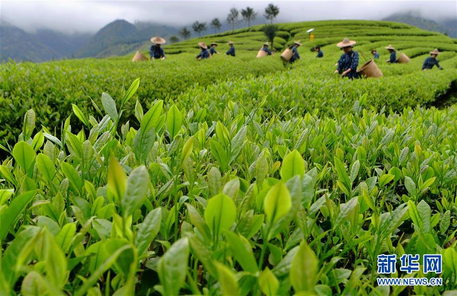 （亚洲文明对话大会）（2）茗香亚洲 茶韵绵长