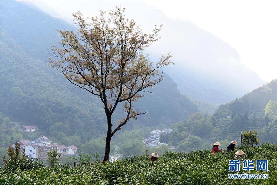 （亚洲文明对话大会）（4）茗香亚洲 茶韵绵长