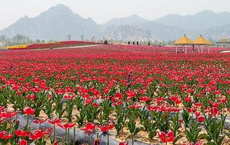 河南驻马店：郁金香花开引客来